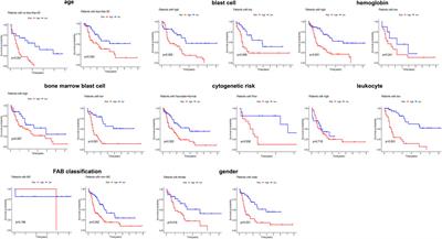 Computational analysis of heat shock proteins and ferroptosis-associated lncRNAs to predict prognosis in acute myeloid leukemia patients